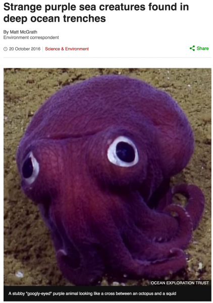 Stubby Squid joins our Beasts of Balance Family